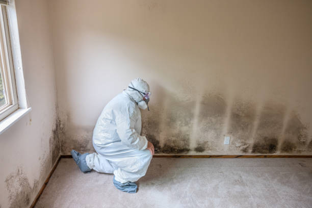 Environmental Consulting for Mold Prevention in Scranton, PA